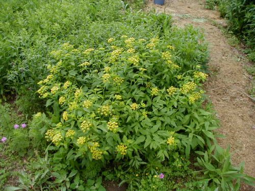 Golden Alexanders (Zizia aurea)