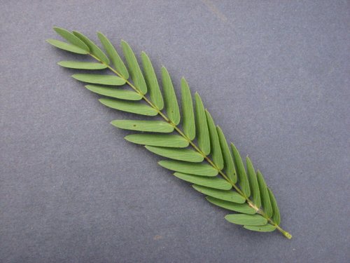 Partridge Pea (Chamaecrista fasciculata)