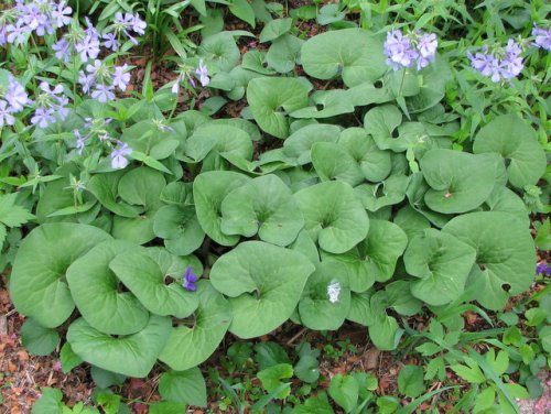 Canada Wild Ginger (Asarum canadense)