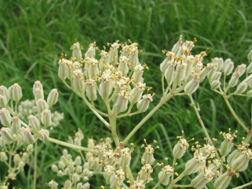 Tuberous Indian Plantain (Arnoglossum plantagineum)