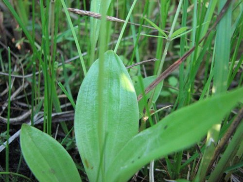 Loesel's twayblade (Liparis loeselii)