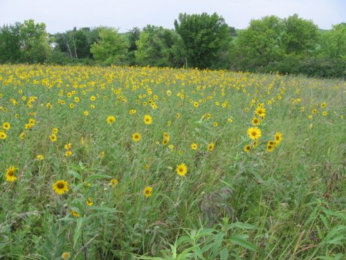 Ashy Sunflower (Helianthus mollis)