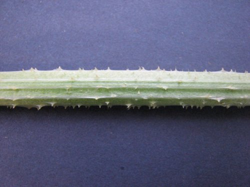 Cut Leaf Teasel (Dipsacus laciniatus)