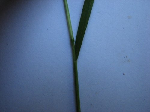 Nodding Fescue (Festuca subverticillata)