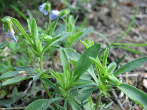 Johny Jump Up (Viola bicolor)