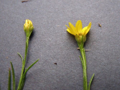 Prairie Broomweed (Amphiachyris dracunculoides)