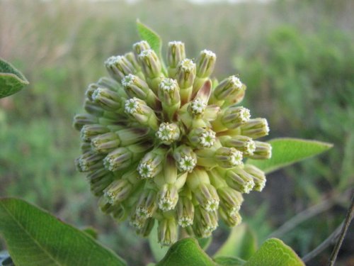 Green Milkweed (Asclepias viridiflora)