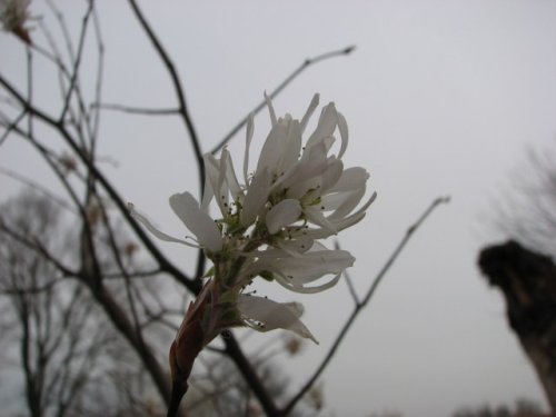 Downy Serviceberry (Amelanchier arborea)