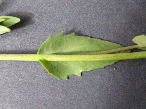 clasping-leaf pepper-grass (Lepidium perfoliatum)