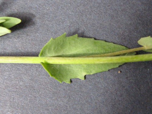 clasping-leaf pepper-grass (Lepidium perfoliatum)