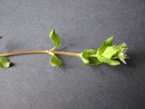 common chickweed (Stellaria media)