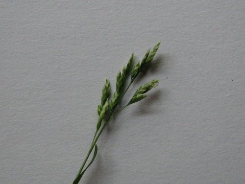 annual blue grass (Poa annua)