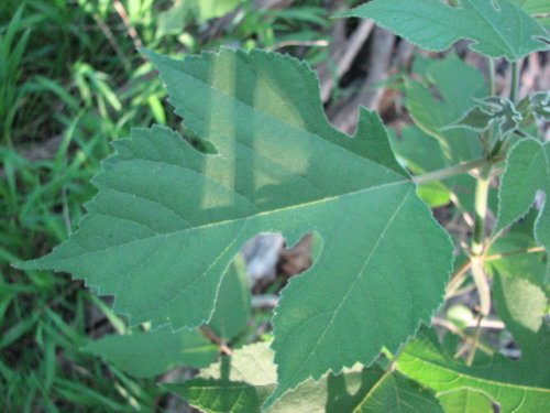 Paper Mulberry (Broussonetia papyrifera)