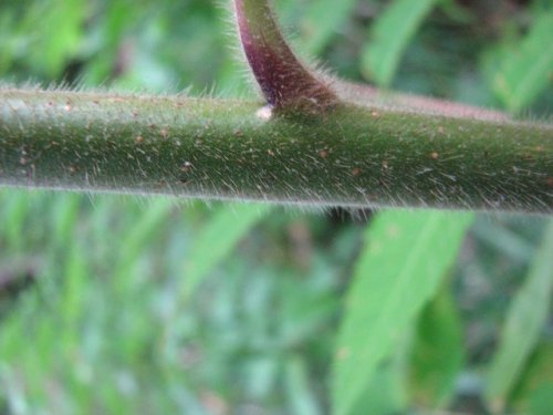 Staghorn Sumac (Rhus typhina)