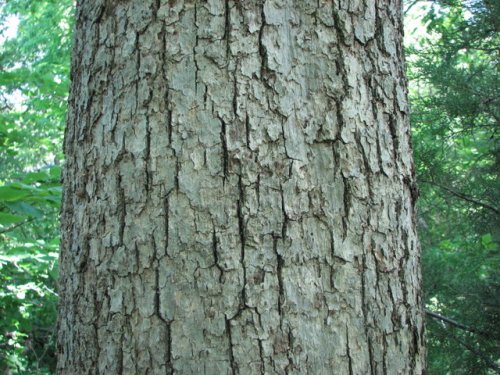 Chinquapin Oak (Quercus muehlenbergii)