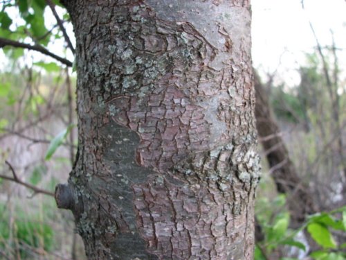 Callery Pear (Pyrus calleryana)