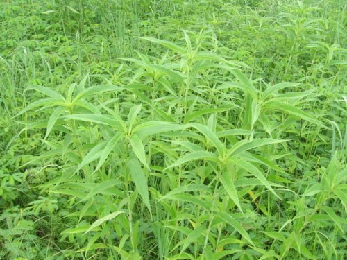 Sawtooth Sunflower (Helianthus grosseserratus)