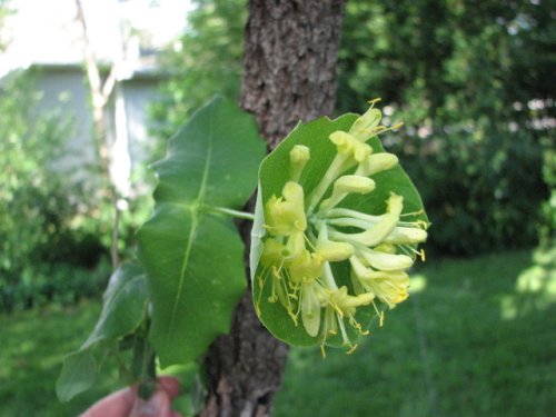 Limber Honeysuckle (Lonicera dioica)