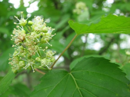 Amur Maple (Acer ginnala)