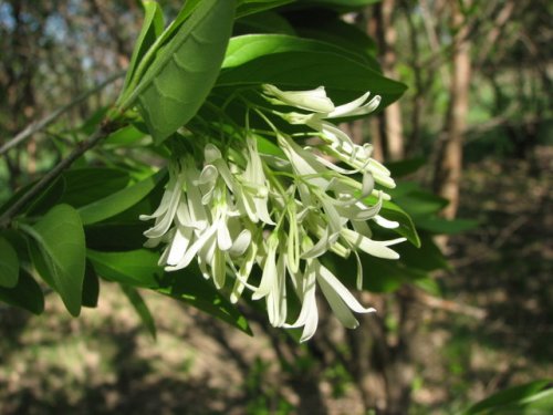 Chinese Fringe Tree (Chionanthus retusa)