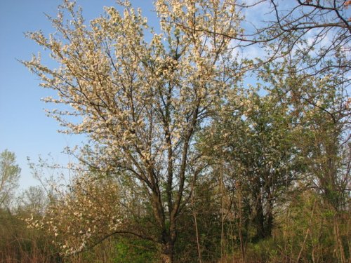 Toringo crabapple (Malus sieboldii)