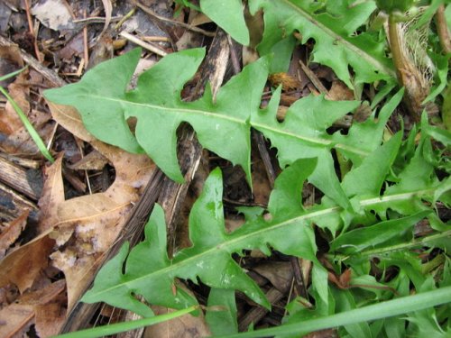 Red Seeded Dandelion (Taraxacum erythrospermum)