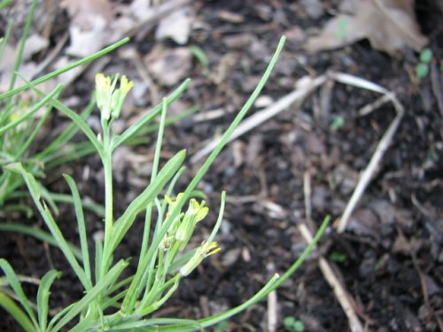 Bushy Wallflower (Erysimum repandum)