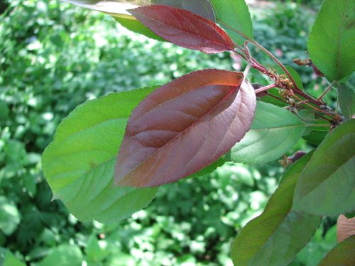 Japanese Flowering Crabapple (Malus floribunda)