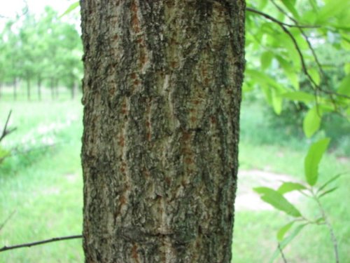 Sawtooth Oak (Quercus acutissima)