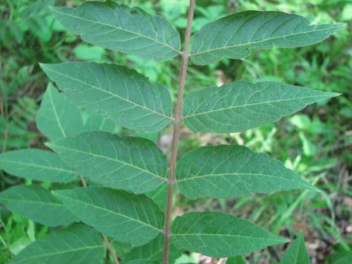 Tree of Heaven (Ailanthus altissima)