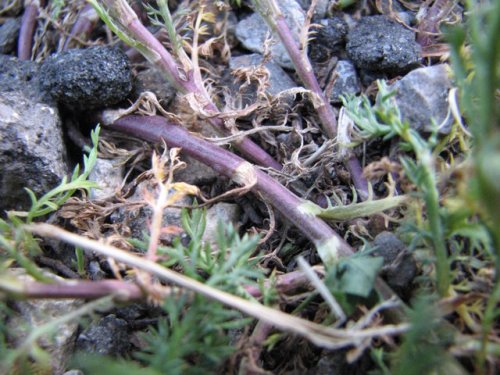 Pineapple Weed (Matricaria discoidea)