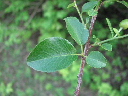 Mahaleb Cherry (Prunus mahaleb)
