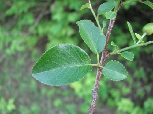 Mahaleb Cherry (Prunus mahaleb)