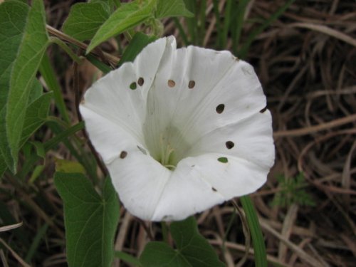 Macoun's Hedge Bindweed (Calystegia macounii)