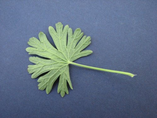 Small Crane's Bill (Geranium pusillum)