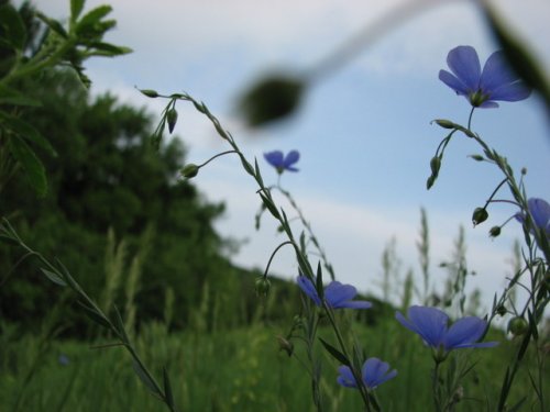 Blue Flax (Linum perenne)