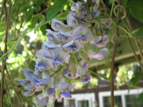 American Wisteria (Wisteria frutescens)