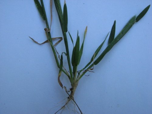 Little Barley (Hordeum pusillum)