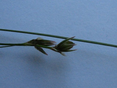 Dudley's Rush (Juncus dudleyi)