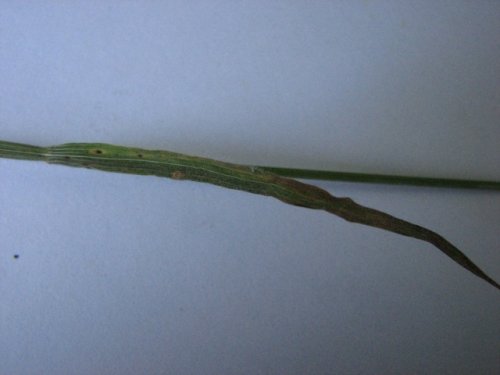 Soft Brome (Bromus hordeaceus)