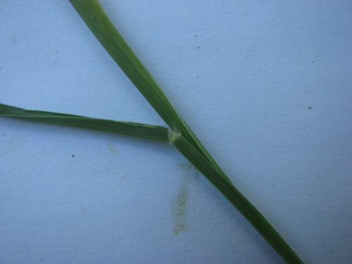 whorled windmill grass (Chloris verticillata)