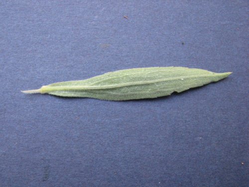 Canada Goldenrod (Solidago canadensis)