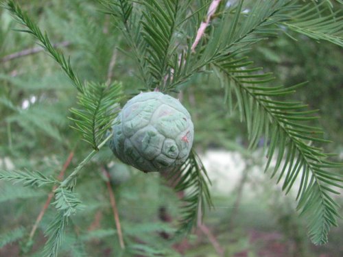 Bald Cypress (Taxodium distichum)