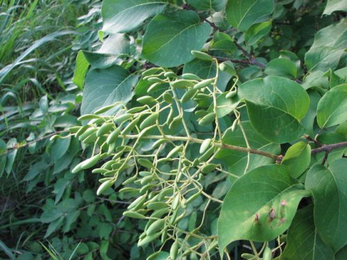 Japanese Tree Lilac (Syringa reticulata)