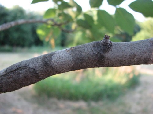 Kentucky Yellowwood (Cladrastis kentukea)