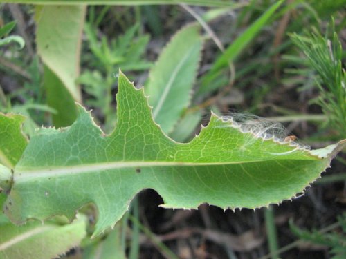 Western Wild Lettuce (Lactuca ludoviciana)