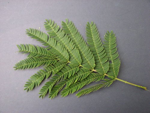 Silktree (Albizia julibrissin)