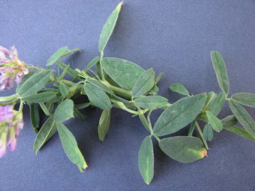 Alfalfa (Medicago sativa)