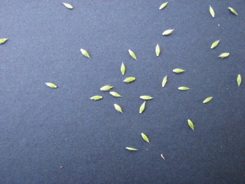 Prairie Cup Grass (Eriochloa contracta)