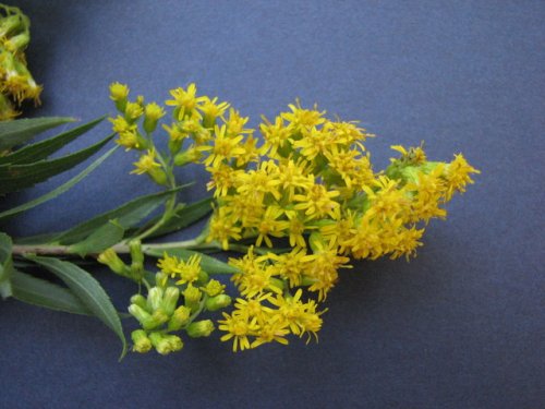 Giant Goldenrod (Solidago gigantea)